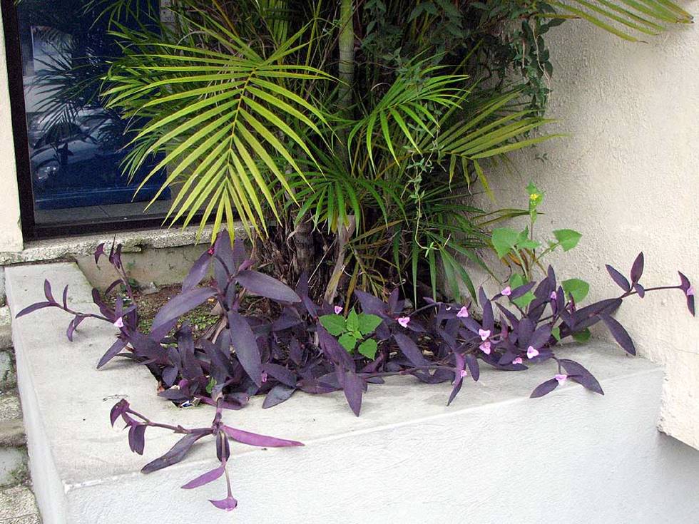 Bermuda Hamilton flora