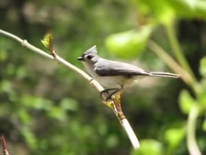 titmouse